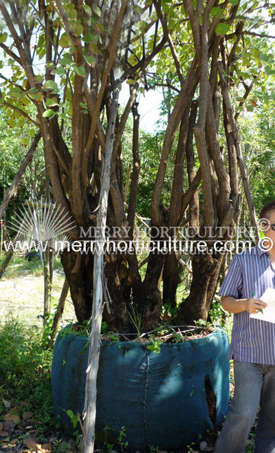 Bauhinia Saccocalyx Pierre 1